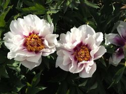 Itoh-pion 'Cora Louise'