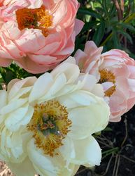 Pion 'Coral Sunset'