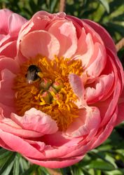 Pion 'Coral Sunset'