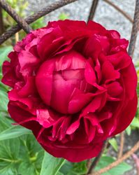 Pion ´Henry Bockstoce´
