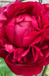 Pion ´Henry Bockstoce´