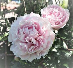 Pion ´Sarah Bernhardt´