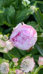 Pion ´Sarah Bernhardt´