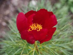 Pion tenuifolia (Dillpion)