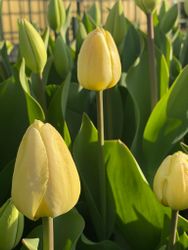 Tulpan Ivory Floradale