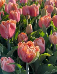 Tulpan Charming Beauty