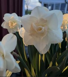 Narciss 'Tender Beauty'