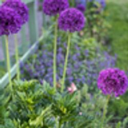 Allium Purple Sensation