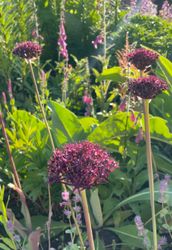 Allium atropurpureum