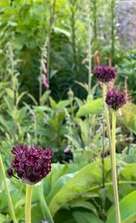 Allium atropurpureum