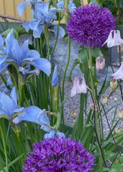 Allium Purple Sensation
