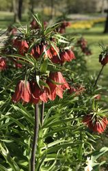 Frittilaria Rubra