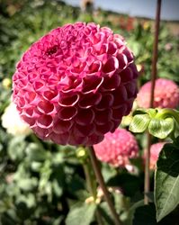 Dahlia Burlesca