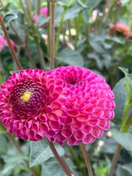 Dahlia Burlesca