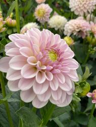 Dahlia Pink Silk