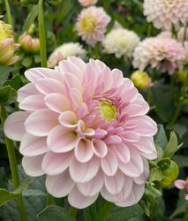 Dahlia Pink Silk