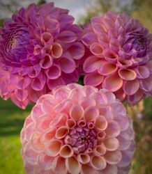 Dahlia Caitlins Joy