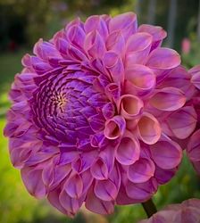 Dahlia Caitlins Joy
