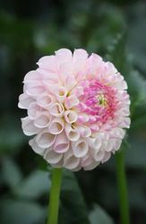 Dahlia Chimacum Davi