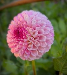 Dahlia Chimacum Davi