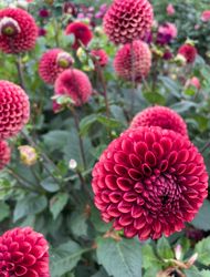 Dahlia Copper Boy