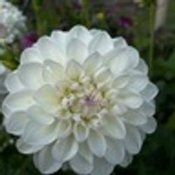 Dahlia Eveline