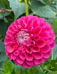 Dahlia Jowey Frambo