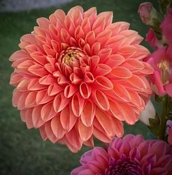 Dahlia Jowey Linda