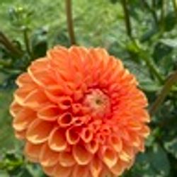 Dahlia Sylvia