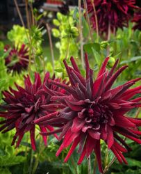 Dahlia Chat Noir