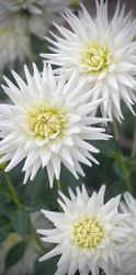 Dahlia My Love