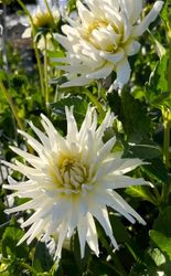 Dahlia My Love