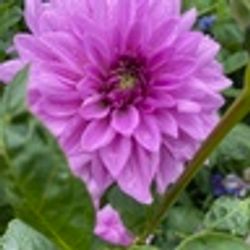 Dahlia Blue Boy
