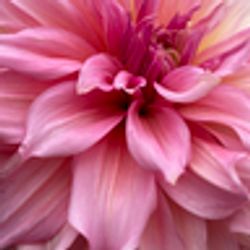 Dahlia Islander