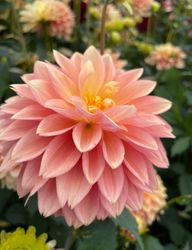 Dahlia Kick Off