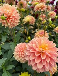 Dahlia Kick Off