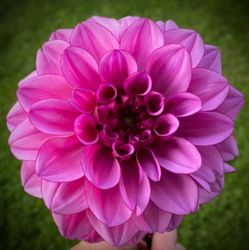 Dahlia Melissa Anne Marijke