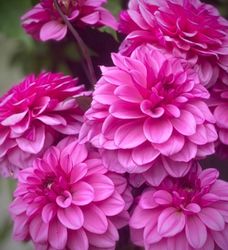 Dahlia Melissa Anne Marijke