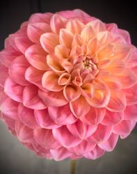Dahlia Milena Fleur
