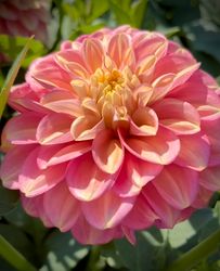 Dahlia Milena Fleur