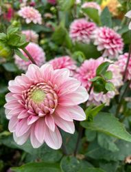 Dahlia Strawberry Cream