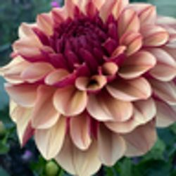 Dahlia Creme de Cognac