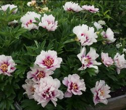Itoh-pion 'Cora Louise'