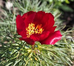 Pion tenuifolia (Dillpion)
