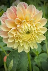 Dahlia Sweet Suzanne