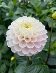 Dahlia White Wizard (Light Wizard)