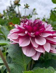 Dahlia Creme de Cassis