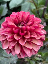Dahlia Seniors Hope