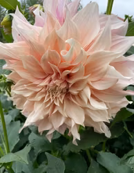 Dahlia Café au Lait