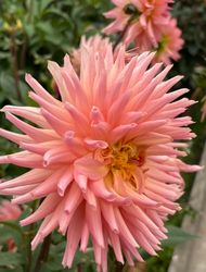 Dahlia Preference
